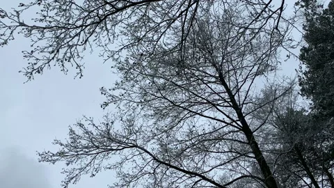 Flock of Eurasian siskin in alder tree feeding seeds. 스톡 동영상 146314228