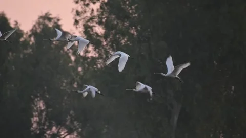 Flock of Eurasian Spoonbill Birds Flying in Morning over Wetland Stock Footage 259174349