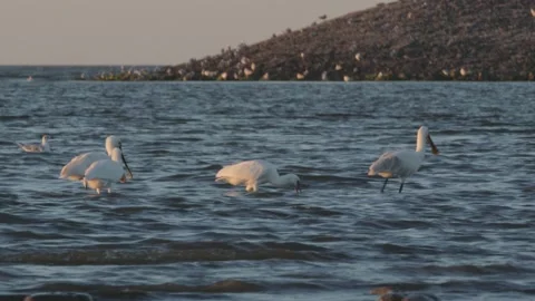 Flock of Eurasian Spoonbill Birds Foraging In Water, 4k Stock Footage 231332350