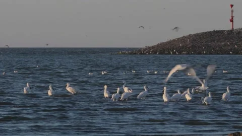 Flock of Eurasian Spoonbill Birds Taking Flight, 4k Stock Footage 231332190