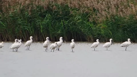Flock of Eurasian Spoonbills Standing in Shallow Wetland Water with Reeds 스톡 동영상 331066635