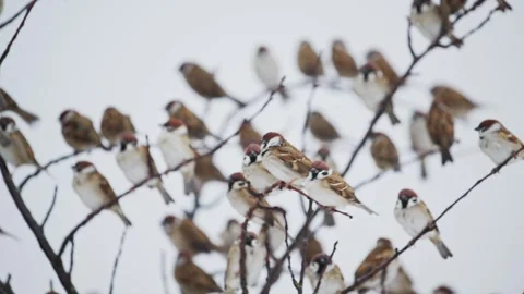 A flock of eurasian tree sparrow Stock Footage 332548100