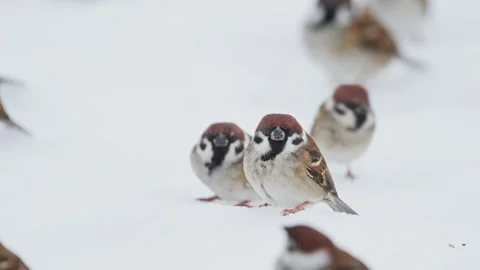 A flock of eurasian tree sparrow take off (with voice) Stock Footage 332548086