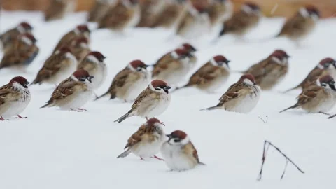 A flock of eurasian tree sparrow take off (slow motion) Stock Footage 332548274