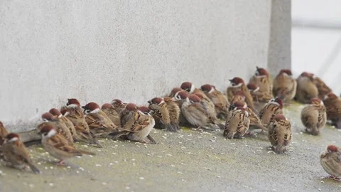 A flock of eurasian tree sparrow take off (slow motion) Stock Footage 332548455