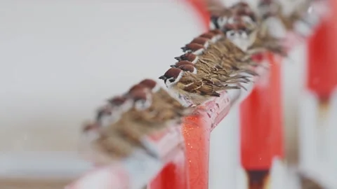 A flock of eurasian tree sparrow take off (slow motion) Vidéo 332548464