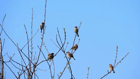 Flock of Eurasian Tree Sparrows – 4K Mid Shot Stock-Footage 320170501