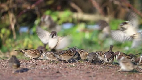 Flock of Eurasian Tree Sparrows (Passer montanus) Feeding on Ground Slow Motion Stock-Footage 305645602