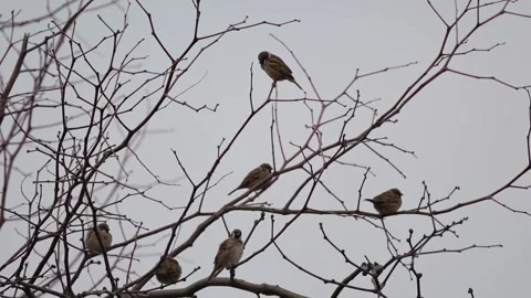Flock of Eurasian Tree Sparrows Perched on Bare Tree Branches Stockbeeldmateriaal 330318715