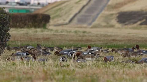 Flock of Eurasian Wigeons Taking Flight. Stock Footage 228817941