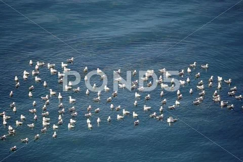 Flock of European Herring Gulls, Larus argentatus Stock Photos