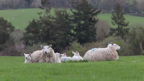 A flock of Ewes and Lambs lying down in field. Spring. Powys. Wales. UK Stock Footage 306859915