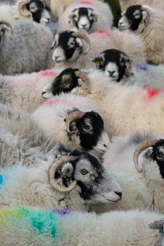 Flock of Ewes Stock Photos