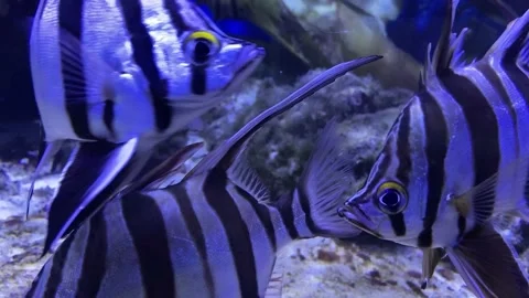 A flock of exotic fish in an aquarium. Striped fish on a coral reef. Striped Video stock 199096449