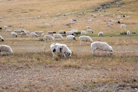 Flock fall 스톡 사진