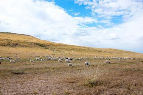 Flock fall Foto stock