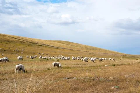 Flock fall Foto stock