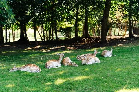 A flock of fallow deer lying on the grass in the shade during a hot day Stock Photos