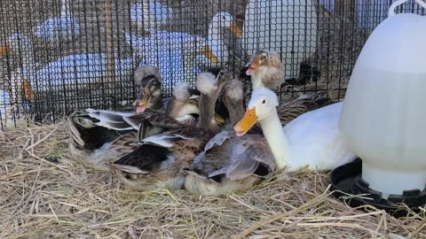 Flock Of Farmed Ducks Resting Inside Coop On Straw Bedding Stock Footage 346737275