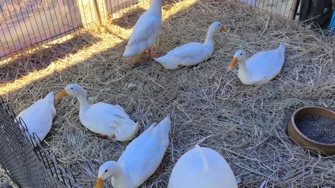 Flock Of Farmed Ducks Resting Inside Coop On Straw Bedding Stock Footage 346737287
