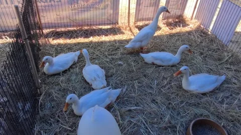 Flock Of Farmed Ducks Resting Inside Coop On Straw Bedding Stock Footage 346737322