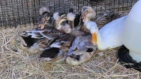 Flock Of Farmed Ducks Resting Inside Coop On Straw Bedding Stock Footage 346737457