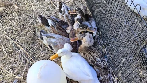 Flock Of Farmed Ducks Resting Inside Coop On Straw Bedding Stock Footage 346737480
