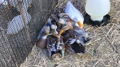 Flock Of Farmed Ducks Resting Inside Coop On Straw Bedding Stock Footage 346737514
