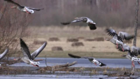 A flock of fat geese in flight close-up, 4K slomo Stock Footage 171322432