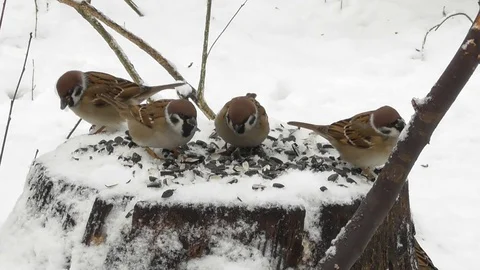 A flock of field sparrows flew to the stump to peck sunflower seeds Video stock 120131954