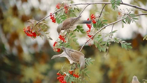Flock of fieldfare on a branch eating Rowan berries Stock Footage 81027693
