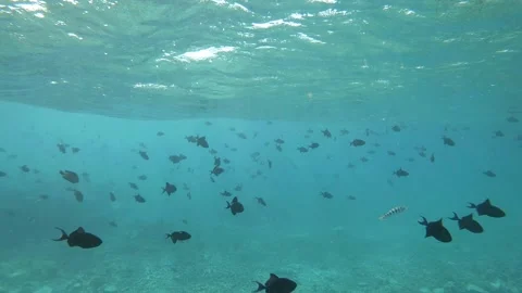 A flock of fish and sunlight that breaks through the water surface Stock Footage 182825651