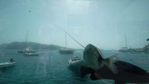 A flock of fish in the aquarium Video stock 73470435