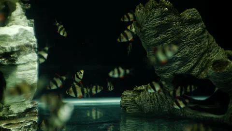 A flock of fish in an aquarium, time lapse Stock Footage 236720826