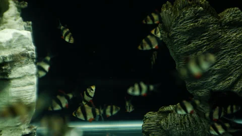 A flock of fish in an aquarium, timelapse Stock Footage 229726923
