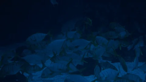 A flock of fish on the bottom Video stock 94426244