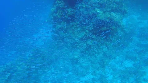 Flock of fish on coral reef Stock Footage 108342642