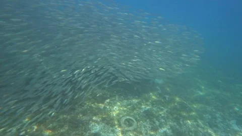Flock fish derawan Stock Footage 198518964