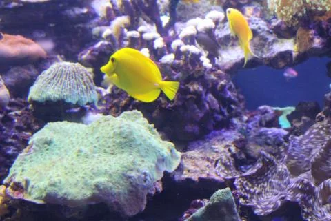 A flock of fish of different colors. Stock Photos