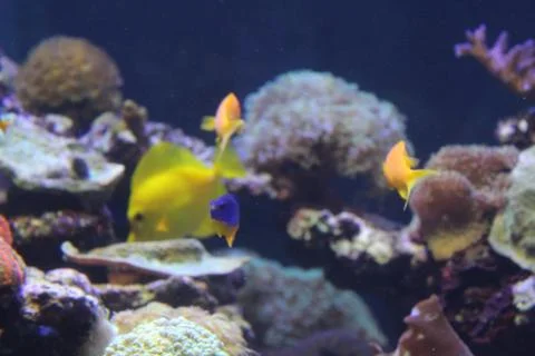 A flock of fish of different colors. Stock Photos