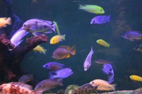 A flock of fish of different colors. Stock Photos