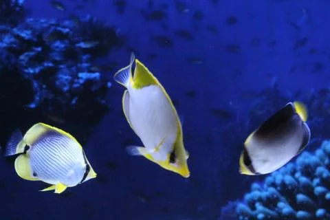 A flock of fish of different colors. Stock Photos