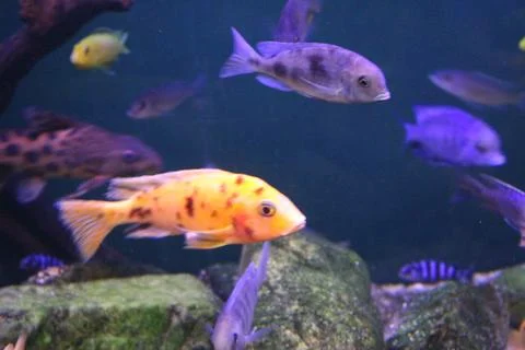A flock of fish of different colors. Stock Photos