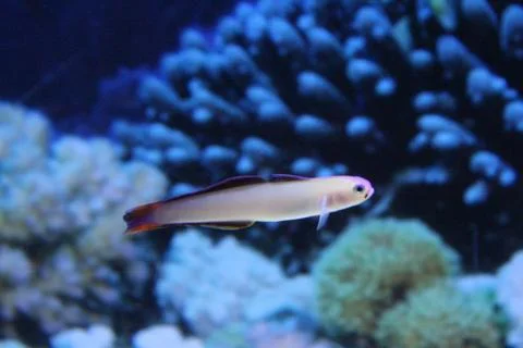A flock of fish of different colors. Stock-Fotos