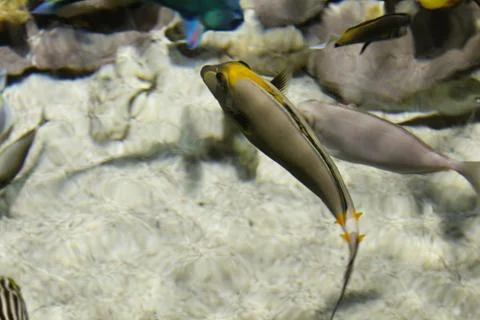 A flock of fish of different colors. Stock Photos