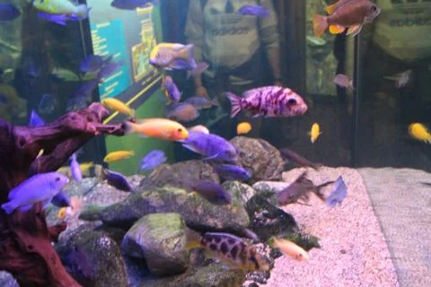 A flock of fish of different colors. Stock Photos