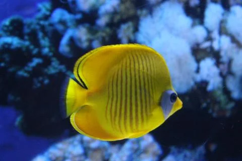 A flock of fish of different colors. Stock Photos