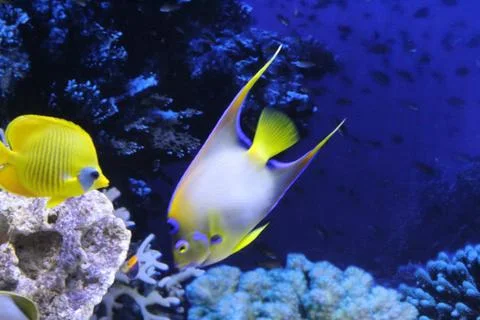 A flock of fish of different colors. Stock Photos