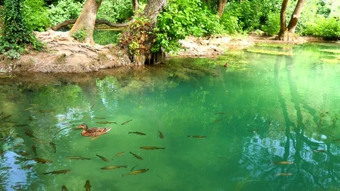 A flock of fish floating in waters of Krka River in the Krka National Park Stock Footage 122293206