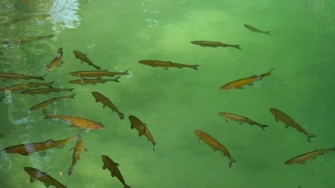 A flock of fish floating in waters of Krka River in Krka National Park 库存影片 122293531
